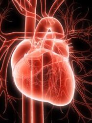 cardiovascular system and hypertension